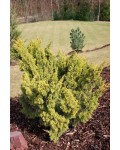 Ялівець китайський Плюмоза Аурея/Ауреа | Можжевельник китайский Плюмоза Аурея/Ауреа | Juniperus chinensis Plumosa Aurea